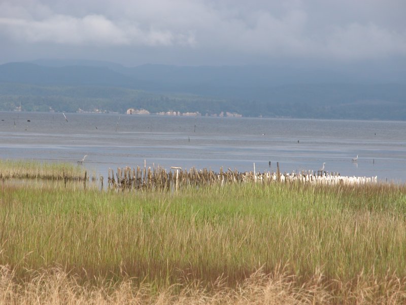 Blue Heron and other raptors search for little sea critters for lunch